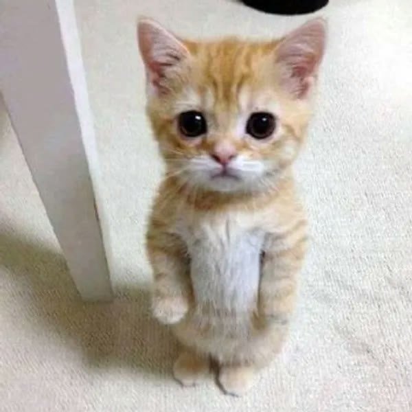 Small orange kitten standing on its hind legs by a table leg, looking up with huge sad eyes